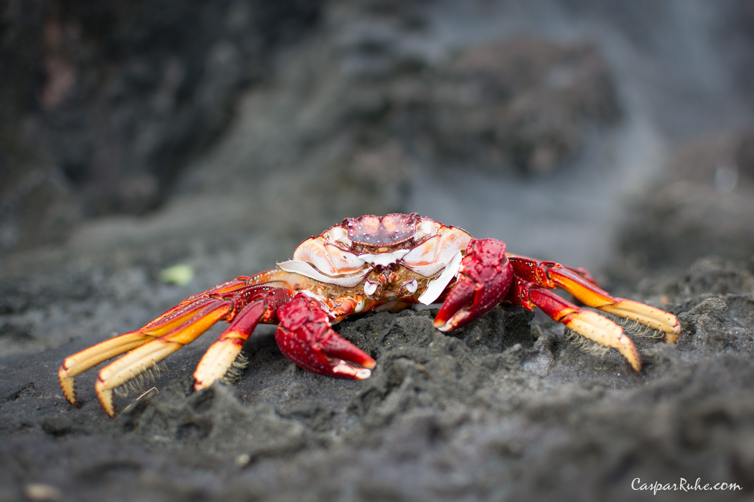 Crab
